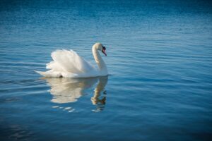 white swan on water during daytime